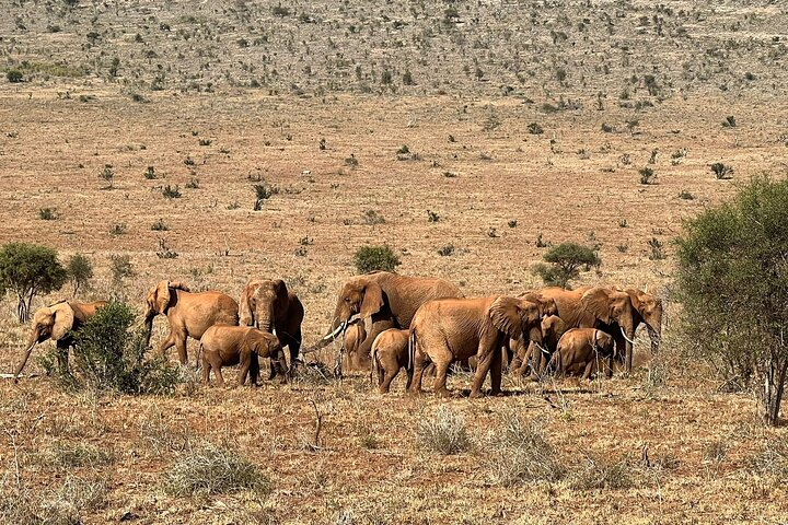 Nothing sticks together like a family of an elephant herd