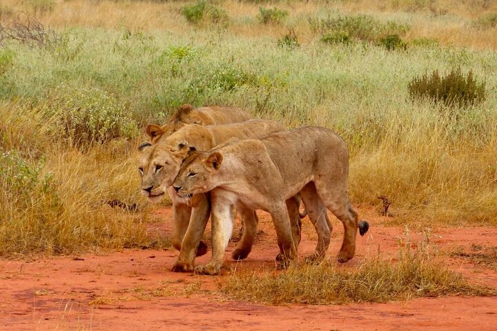 Private Full-Day To The Tsavo East National Park from Malindi - Photo 1 of 25