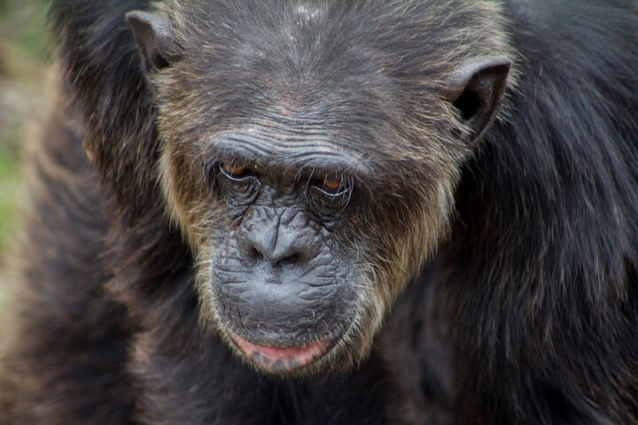 Private Guided Safari Tour to Ol Pajeta Conservancy - Photo 1 of 8