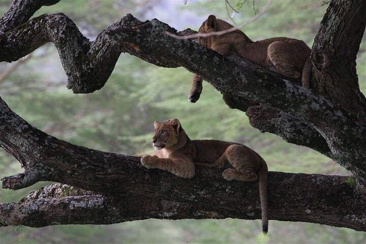 Private Lake Nakuru Day Tour From Nairobi - Photo 1 of 10