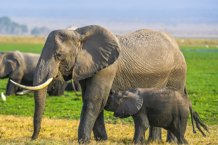 Private Luxury 3 days Amboseli National Park  - Photo 1 of 6