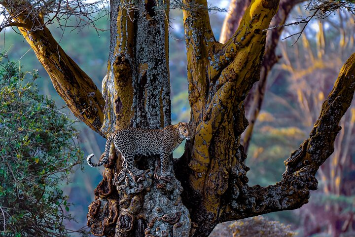 Leopard at Lake Nakuru National.