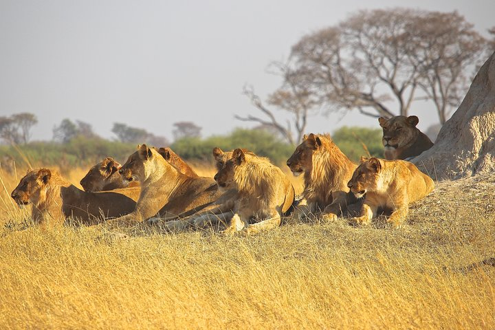 a pride of lions