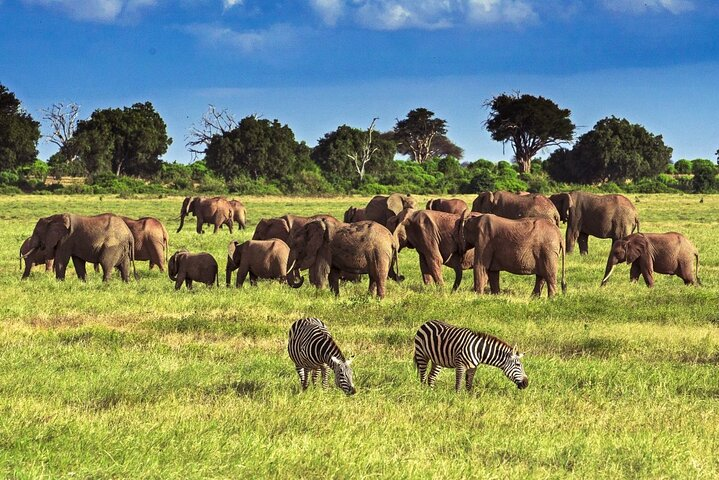  Private Tour of Tsavo East National Park from Mombasa - Photo 1 of 8