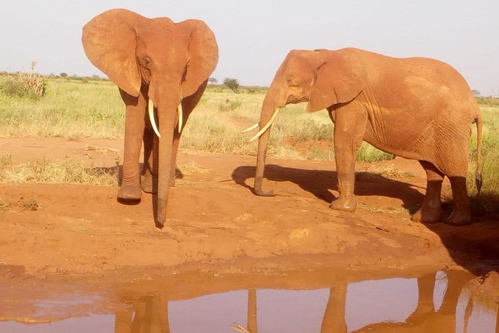 Safari-Tsavo east national park -2 days 1 night - Photo 1 of 6