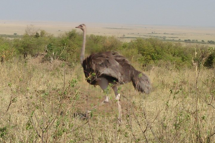 Ostrich in the park