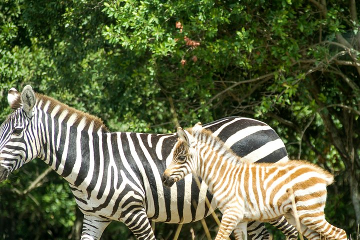 caption during game drive