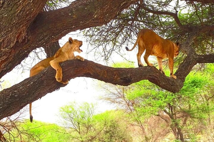 Theatre of the Wild 3 Days Safari Salt Lick & Satao from Mombasa. - Photo 1 of 15