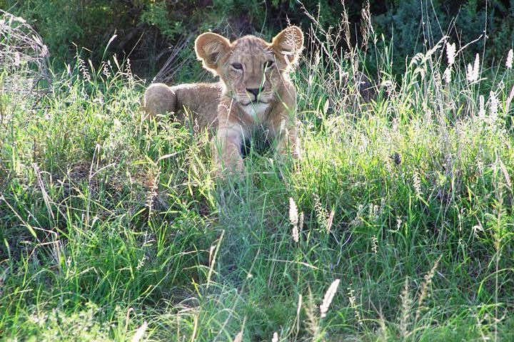 Tsavo East National Park 2 days Sentrim Camp from Mombasa. - Photo 1 of 10