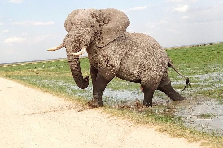 Tsavo East & west, Amboseli 5days from Mombasa - Photo 1 of 14