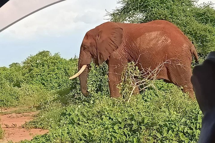 Tsavo Expedition safari - Photo 1 of 25