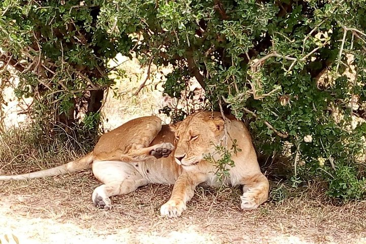 Tsavo National Park Day trip from Mombasa - Photo 1 of 15