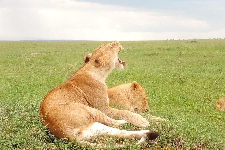 Wildlife safari: Tsavo East, west & Amboseli park tours - Photo 1 of 14