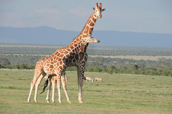 The tallest animal on Earth.