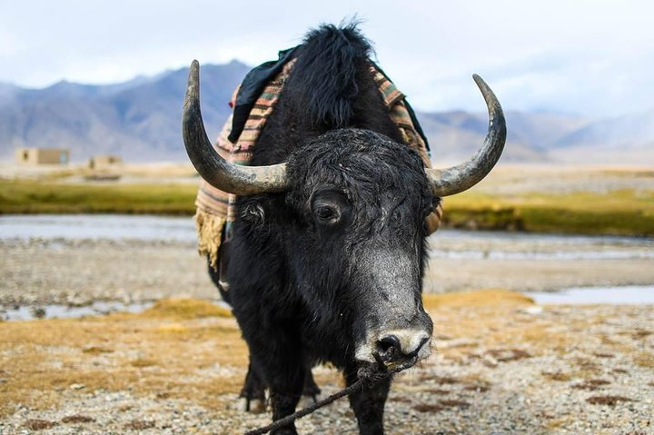 Yaks of Pamir 