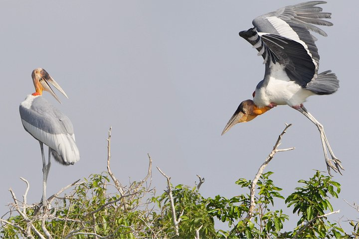 Marvel at the extensive variety of birds