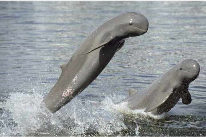 Half Day Dolphin Tour in Mekong - Photo 1 of 11