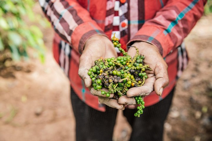 Kampot Pepper Experience by Discovery Center, Kep West - Photo 1 of 8