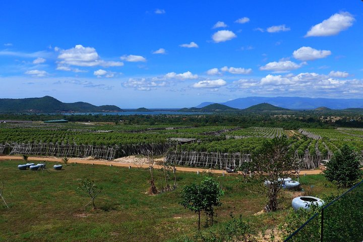 La Plantation tour (discovering Kampot Pepper) + Lunch - Photo 1 of 4