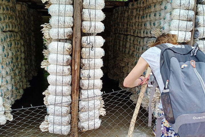 Morning Tour Country Side,Rice field, Bambootrain, rice field  - Photo 1 of 23