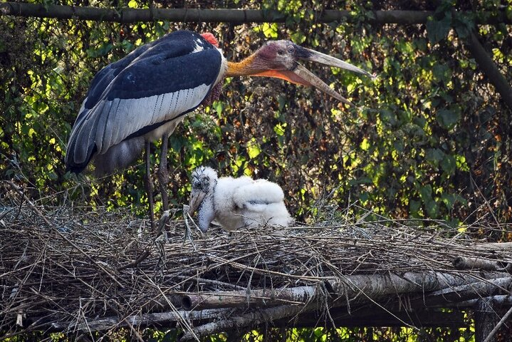 Greater Adjutant with baby