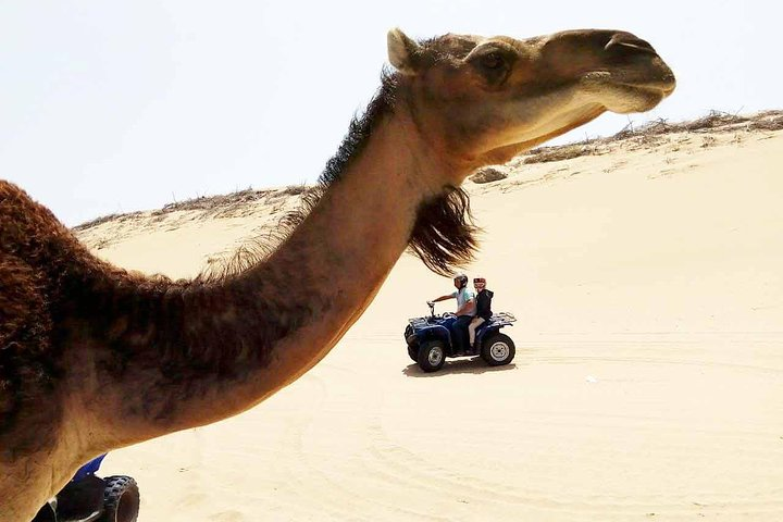 Meeting camels in the quad tour