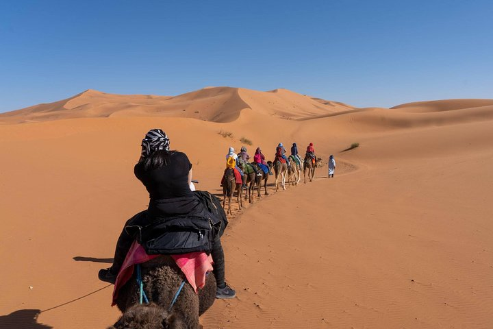 Dromedary in the Sahara