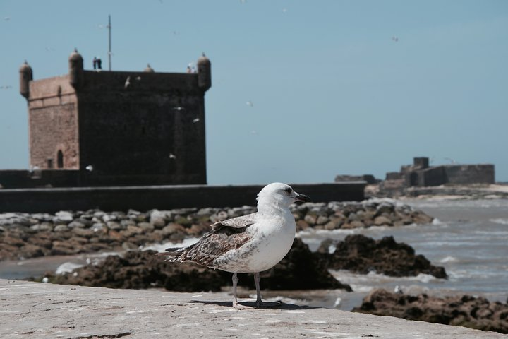 Port of Essaouira