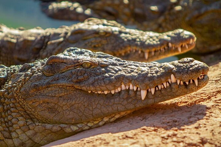 crocodils