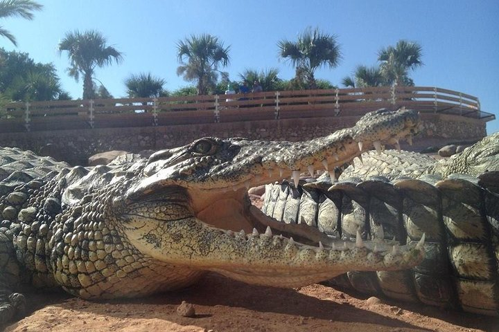 Agadir crocodile Park including transfer and tickets - Photo 1 of 22