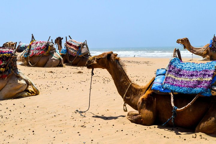 camels in the beach