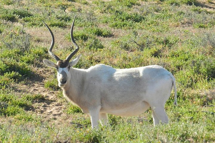 Discovery of the Souss Massa Animal Park in 4x4 - Photo 1 of 7