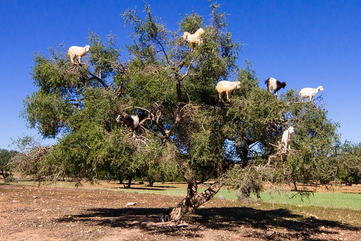 Chèvre sur le chemin d'Essaouira