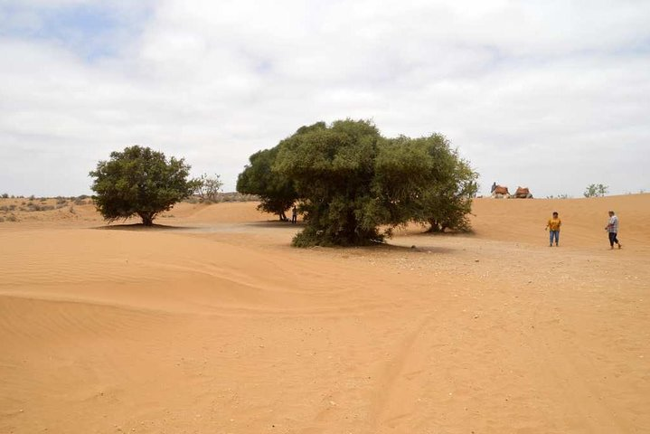  from agadir daytrip desert experience with locals lunch includ - Photo 1 of 5