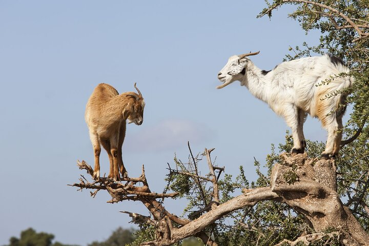 Goat on trees & Crocodile Park Including Tickets and Hotel Pickup - Photo 1 of 15