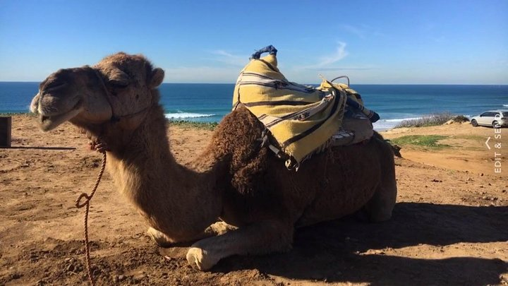 Tangier Morocco- camel ride