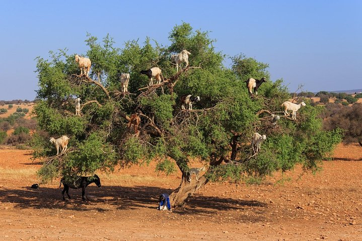 Tree-climbing Goats in Agadir - Photo 1 of 8