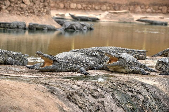 Visite the Crocodiles Park and Botanic garden - Photo 1 of 6