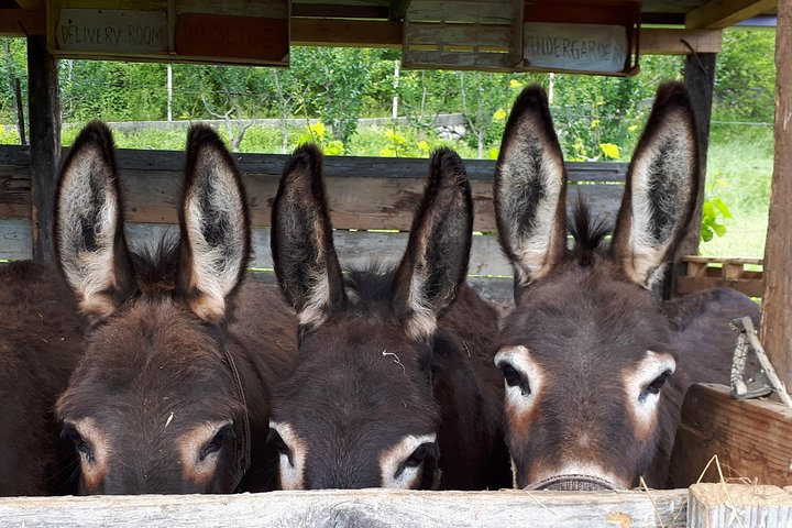 Book Your Donkey Farm Tour - Photo 1 of 6