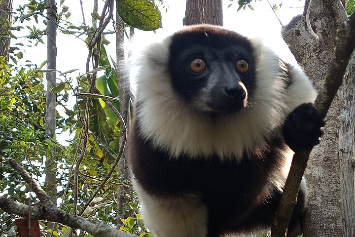 3 Days Private Tour in Lemur Territory in Andasibe - Photo 1 of 7