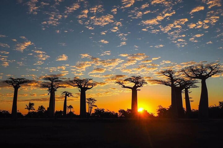 Spot the sun set at Baobab allee before heading out to Morondava the last day.