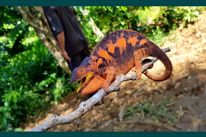 Exclusive Private Tour to Lokobe National Park (Home of the dwarf chameleons) - Photo 1 of 17