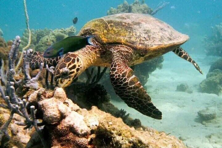 Guided tour of the Nosy Komba and Nosy Tanikely Islands - Photo 1 of 25