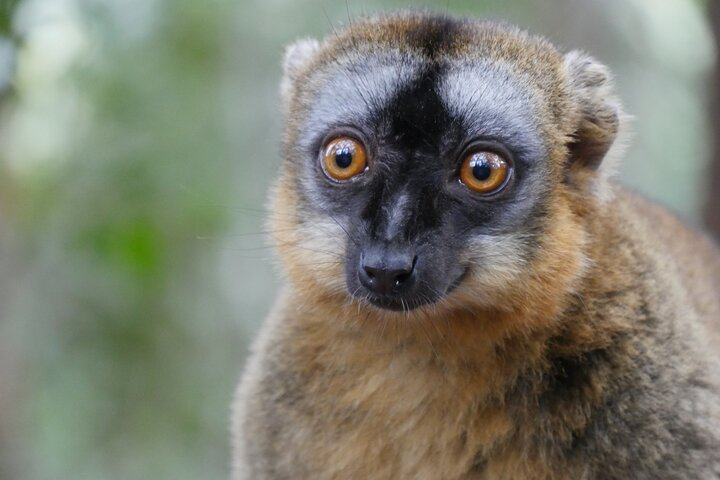 Half-Day Private Tour in Lemur's Park - Photo 1 of 4