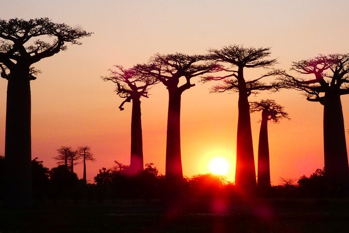 Baobab Avenue Sunset