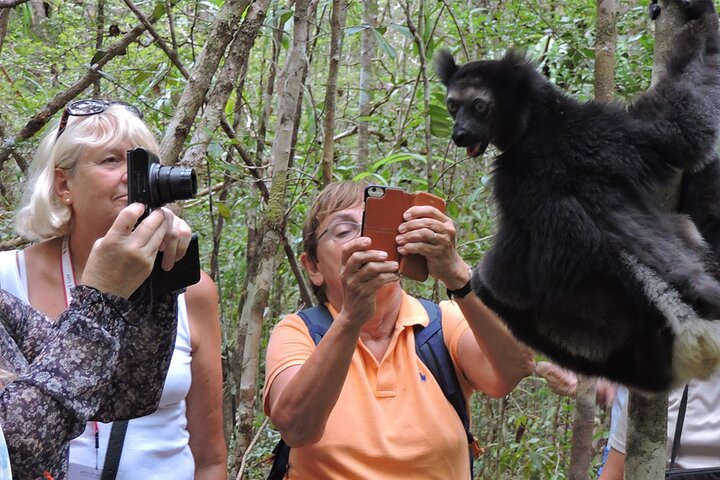 Unique experiences playing with lemurs