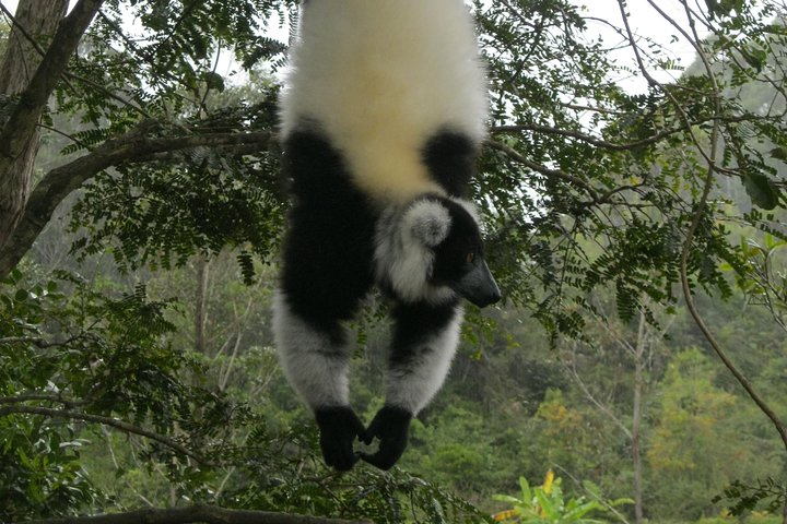 Madagascar Wildlife Tour for 02 days - Photo 1 of 25