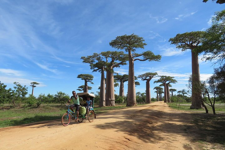 Morondava Day Tour to Kirindy Park and Baobab Avenue - Photo 1 of 8