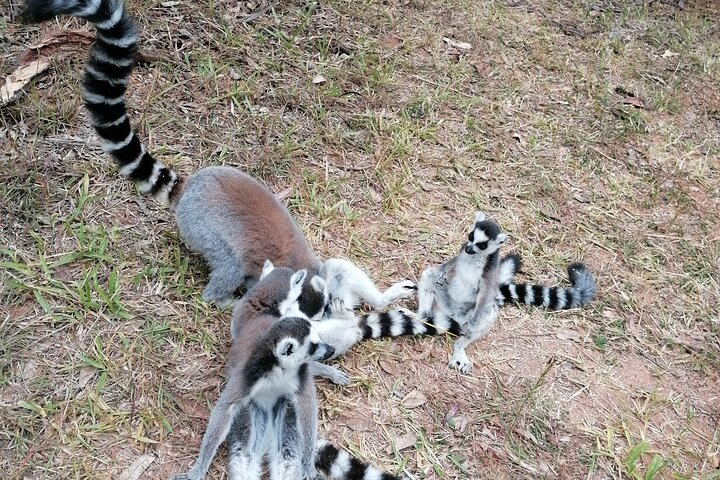 Private Tour Through the Wildlife of Madagascar and the Kingdom of Rova - Photo 1 of 5