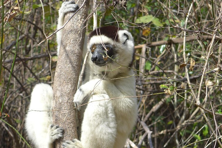 Tsingy / Kirindy Forest - Photo 1 of 9